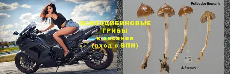 Галлюциногенные грибы MAGIC MUSHROOMS  Комсомольск 